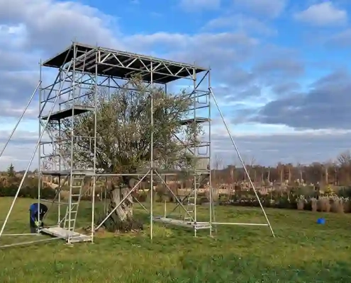 Winterschutz fuer Olivenbaum